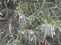 Olea europaea