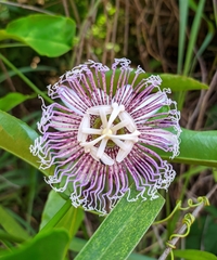 Passiflora nitida