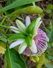 Passiflora nitida