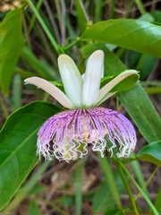 Passiflora nitida