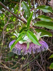 Passiflora nitida