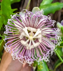 Passiflora nitida