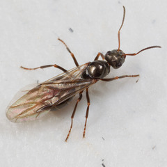 Formica glacialis