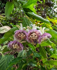 Passiflora nitida