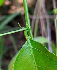 Passiflora nitida