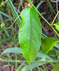 Passiflora nitida
