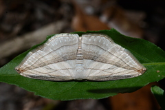 Arcobara tergeminaria