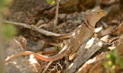 Crotaphytus nebrius