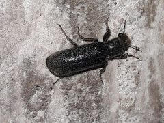 Polycaoninae