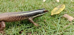 Dasia vittata