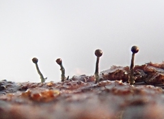 Phaeocalicium curtisii