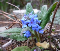 Microula sikkimensis