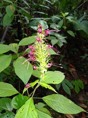 Stenostephanus