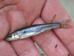 Clinostomus elongatus