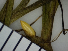 Najas flexilis