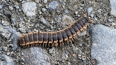 Platyrhacoidea