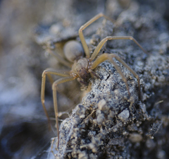Loxosceles arizonica