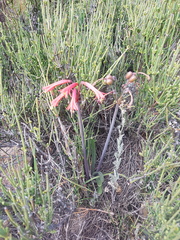 Zephyranthes graciliflora