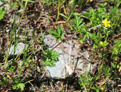Potentilla tobolensis