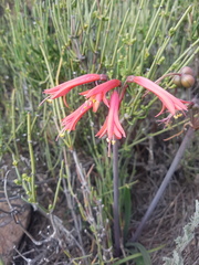 Zephyranthes graciliflora
