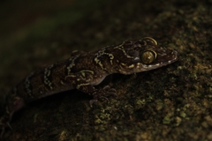 Cyrtodactylus malayanus