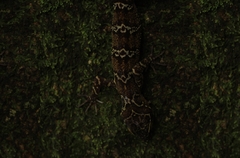 Cyrtodactylus malayanus