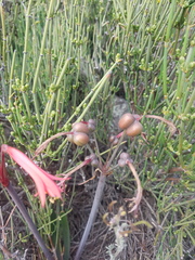 Zephyranthes graciliflora