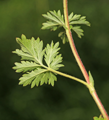 Potentilla tobolensis