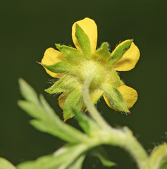 Potentilla tobolensis