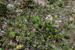 Potentilla tobolensis