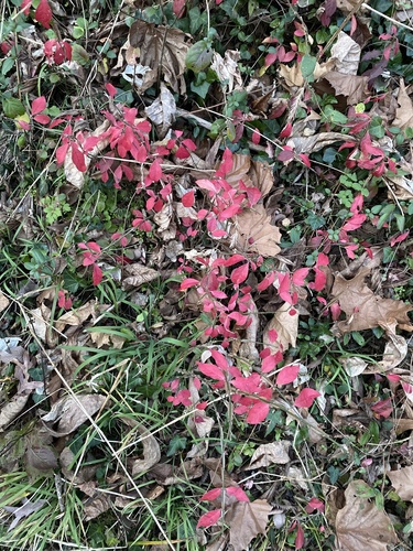 Euonymus alatus