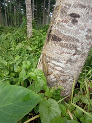 Eutropis multifasciata