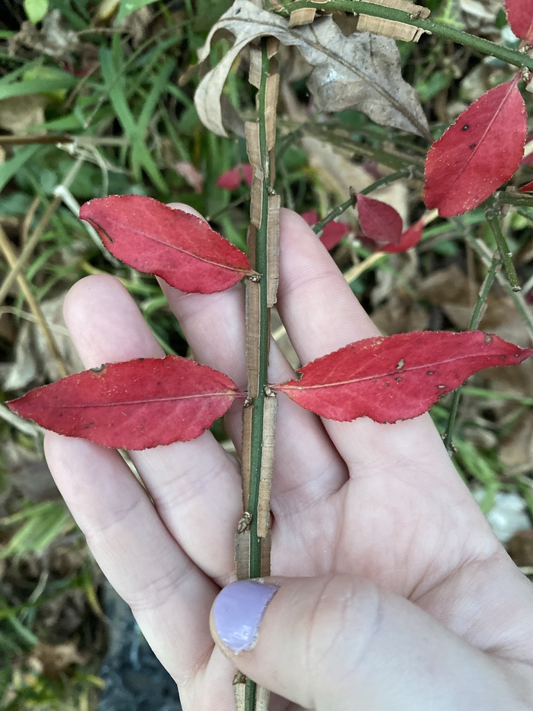 Euonymus alatus, Riverside Dr, Cabin John, MD, US