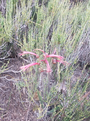 Zephyranthes graciliflora