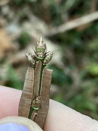 Euonymus alatus