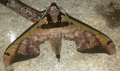 Adhemarius sexoculata