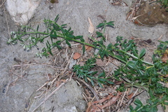 Galium mollugo