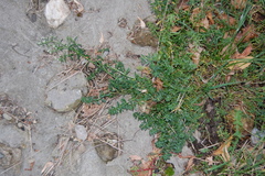Galium mollugo