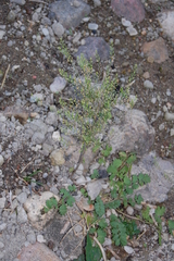 Lepidium ruderale
