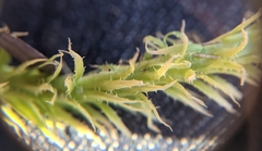 Lycopodiella appressa