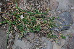 Cerastium holosteoides
