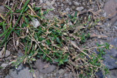 Cerastium holosteoides