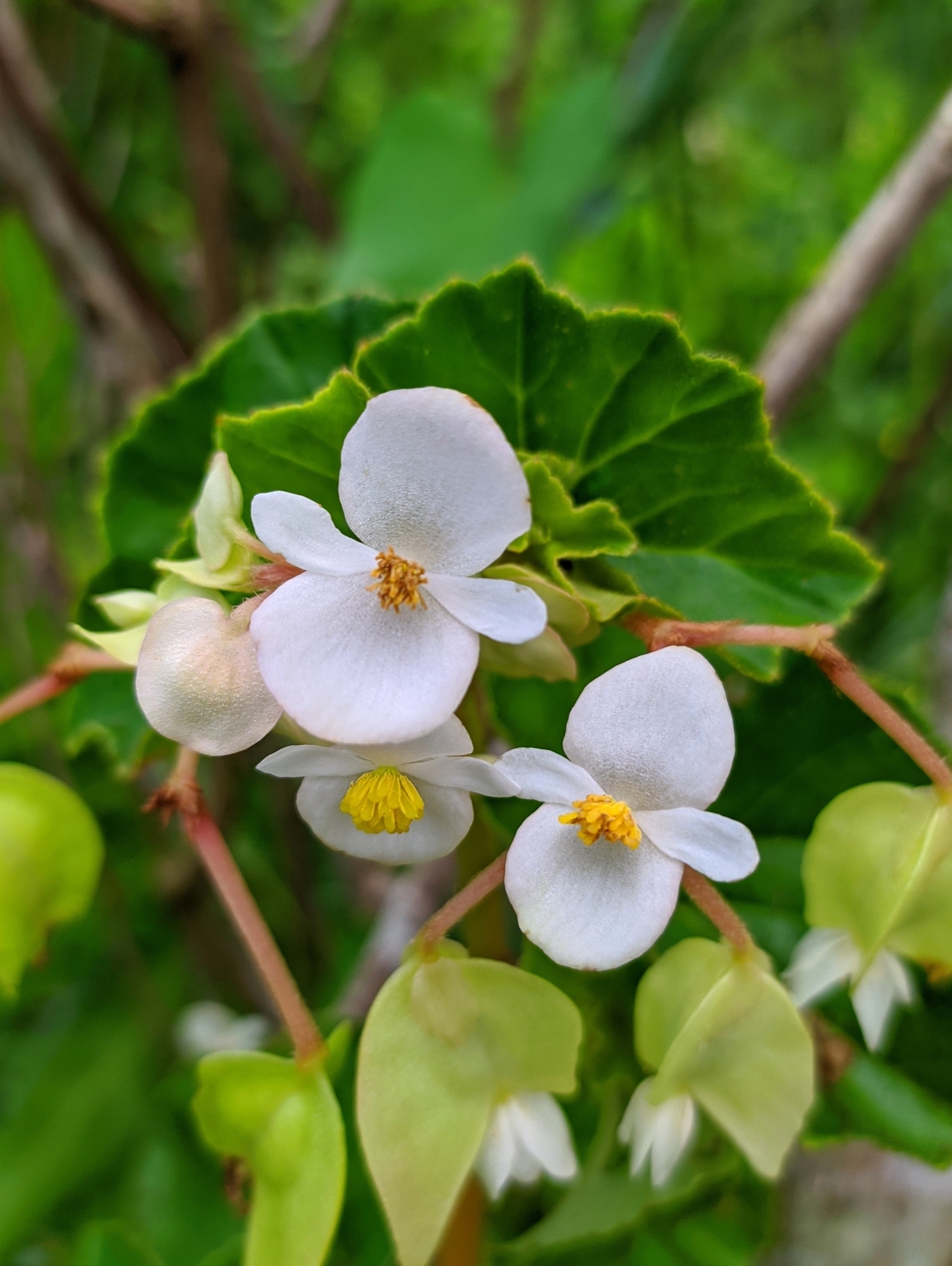 Begonias (género Begonia) · NaturaLista Colombia
