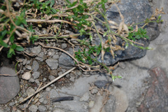 Cerastium holosteoides