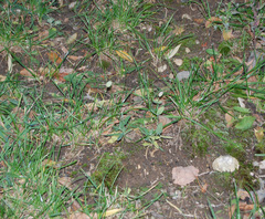Silene vulgaris