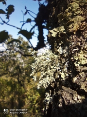 Pseudevernia consocians