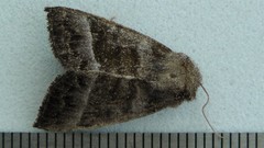 Papaipema eupatorii
