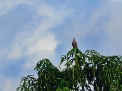 Patagioenas flavirostris