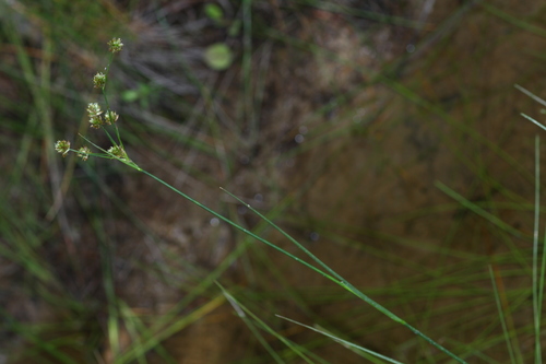 Juncus krameri iNat (1)