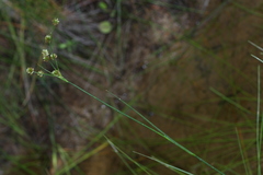 Juncus krameri